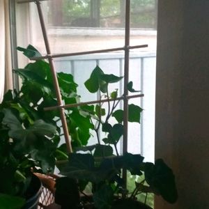 Small Hand Made Trellis